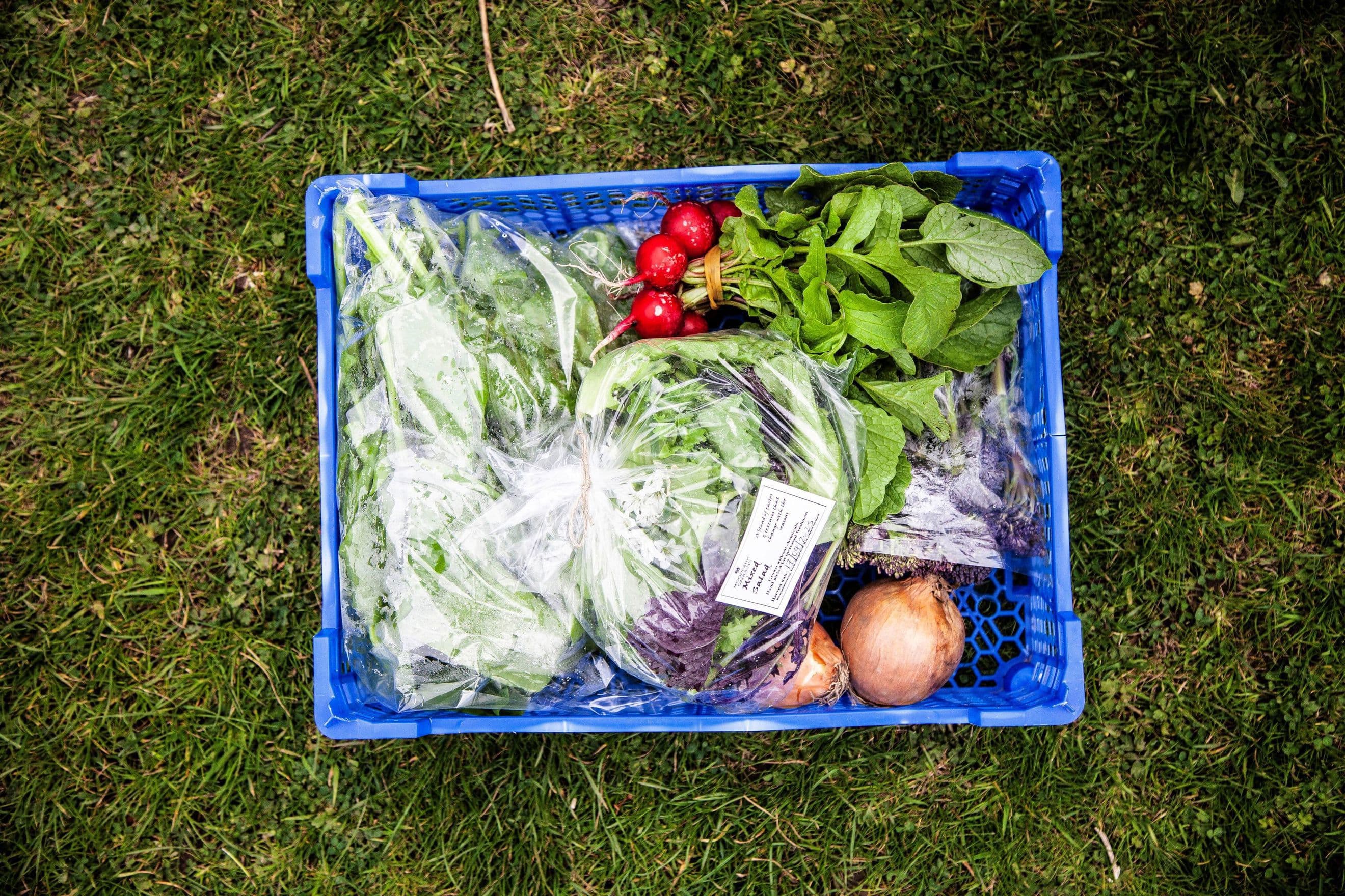 Large Veg Box